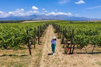 Knossos Palace, Olive Press & Winery Luxury Tour Cruise friendly 1