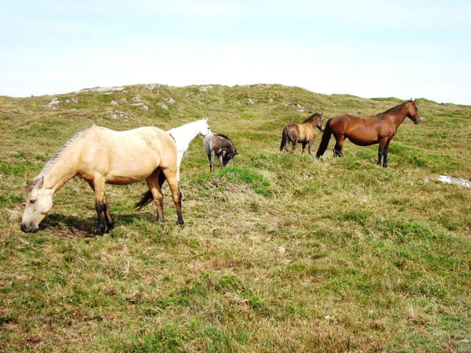 Hike in Connemara National Park. Galway. Private Guided.	 photo 5