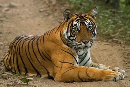 Golden Triangle with Tiger Safari (8 Days)