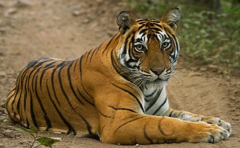 Golden Triangle Tour with Tiger Safari in Agra and Fatehpur Sikri