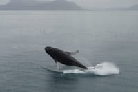 Humpback whale breaching above the ocean near Iceland