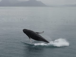 Humpback whale breaching above the ocean near Iceland