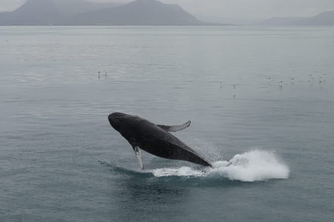 Humpback whale breaching above the ocean near Iceland