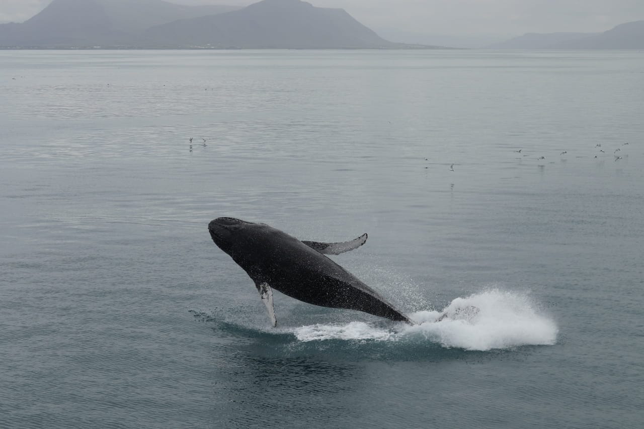 Humpback whale breaching above the ocean near Iceland