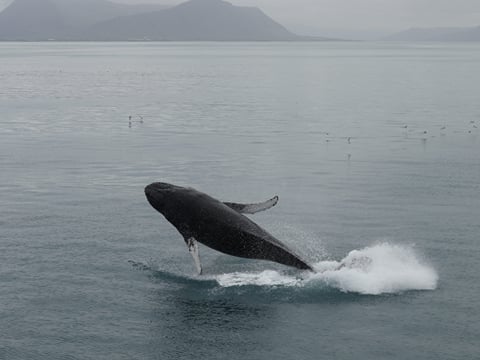 Humpback whale breaching above the ocean near Iceland