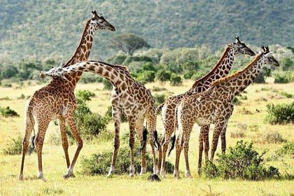 4-Day Lake Naivasha & Masai Mara Private Luxury Safari