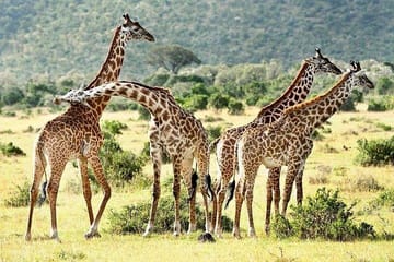 4-Day Luxury Safari in Lake Naivasha and Masai Mara, Kenya