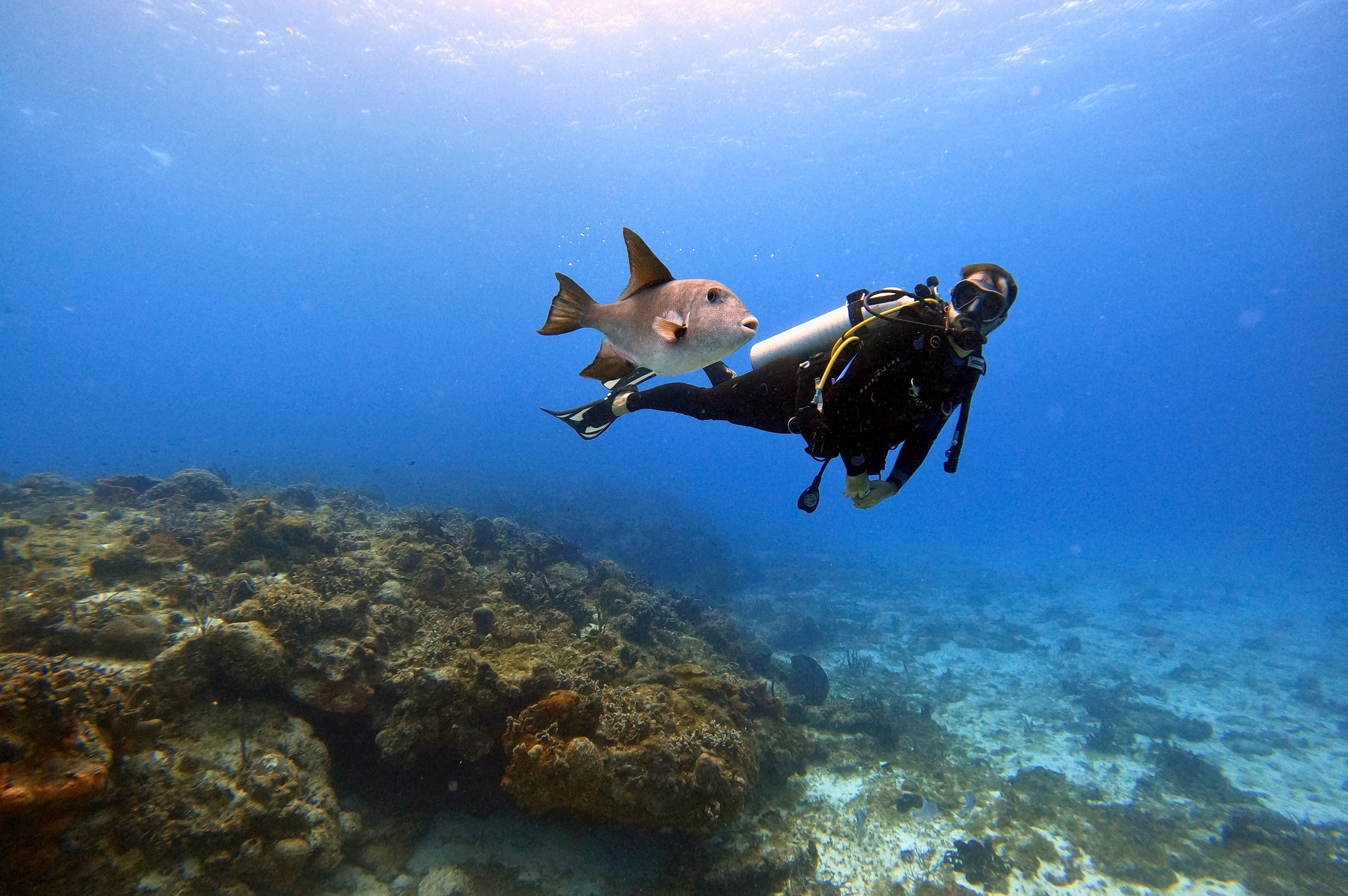 A scuba diver swimming alongside a large Titan triggerfish over a colorful coral reef in the Red Sea near Tiran Island..