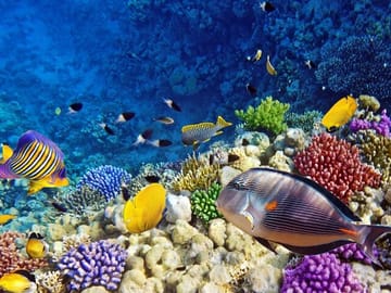 Private Glass Bottom Boat Tour in Hurghada, Egypt