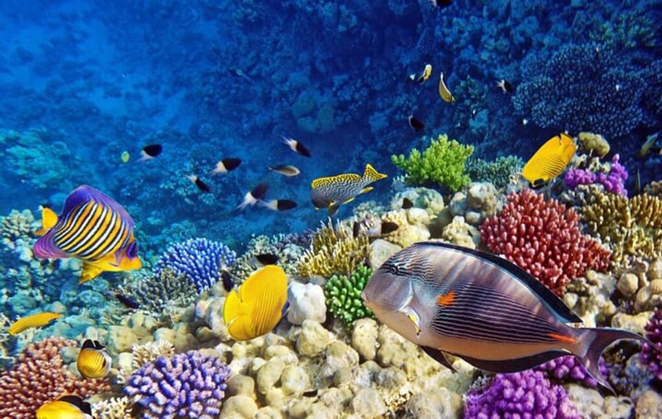 Private Glass Bottom Boat Tour in Hurghada, Egypt