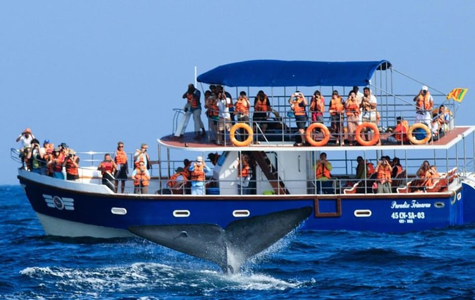 Whale and Dolphin Watching Tour in Mirissa, Sri Lanka