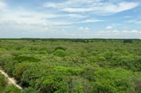 CAN GIO MANGROVE ECO AND WILDLIFE DISCOVERY TOUR 4
