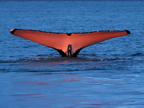 Gentle Giants Whale Watching from Husavik, Iceland - GG1 Whale Watching Tour on Traditional Oak boats with a local Family Company