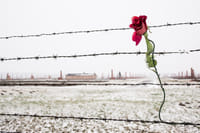 Auschwitz-Birkenau Memorial and Wieliczka Salt Mine 1 Day Guided Tour 5