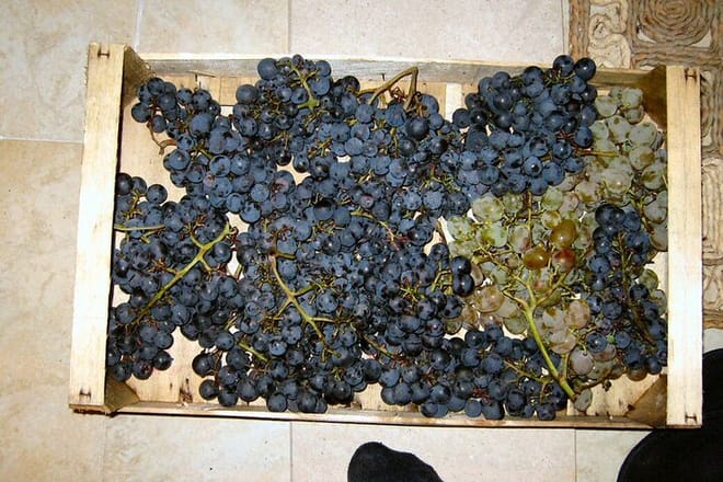 Half Day Tour - Deep and Dark Red Wine of Pelješac 7