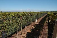 Vineyards