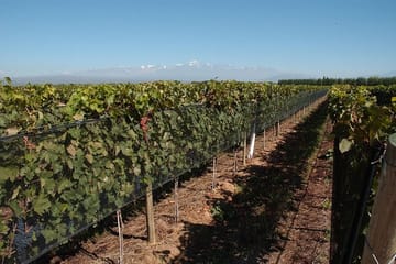 Private Wine Tasting and Vineyards Tour from Mendoza