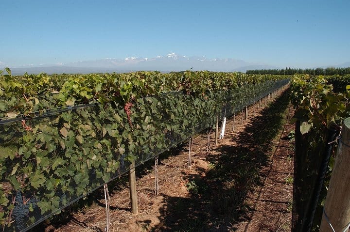 Vineyards