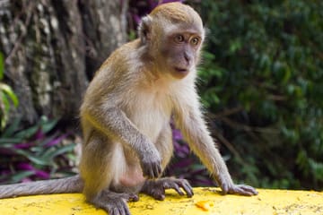 Cultural Tour of Batu Caves in Selangor, Malaysia