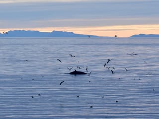 Reykjavík Classic Whales in the Midnight Sun, photo 13