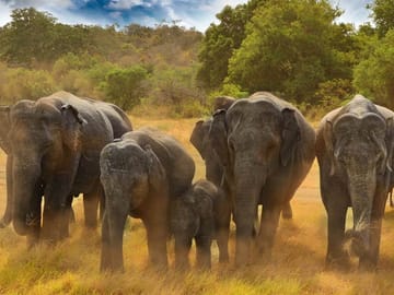 Eco Adventure Tour in Colombo, Sri Lanka for Nature Lovers
