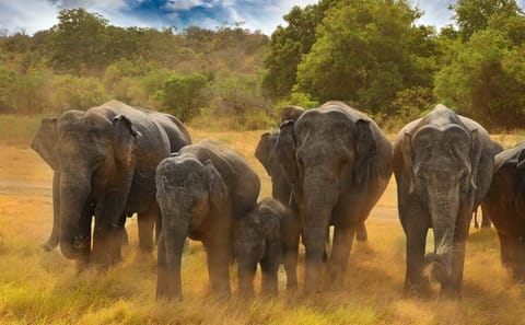 Eco Adventure Tour in Colombo, Sri Lanka for Nature Lovers