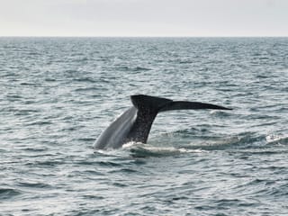 Húsavík: Small-Family Run, Responsible Whale Watching, photo 27