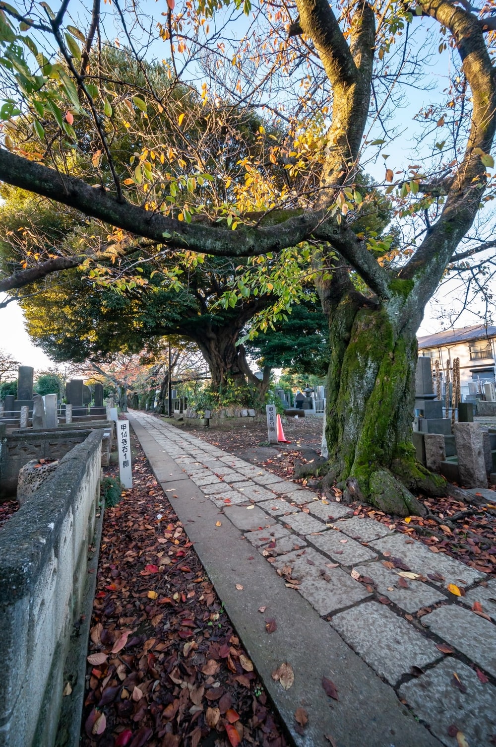 Stone path and greenery in Yanaka