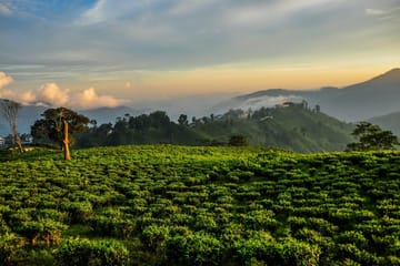 7 days Short Hike & Getaway to Ilam Tea Garden