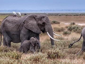 7 Days Luxury Great Migration Safari