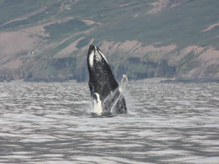 Akureyri Express Whales & Eyjafjord, photo 12