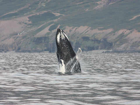 Akureyri Express Whales & Eyjafjord, photo 12