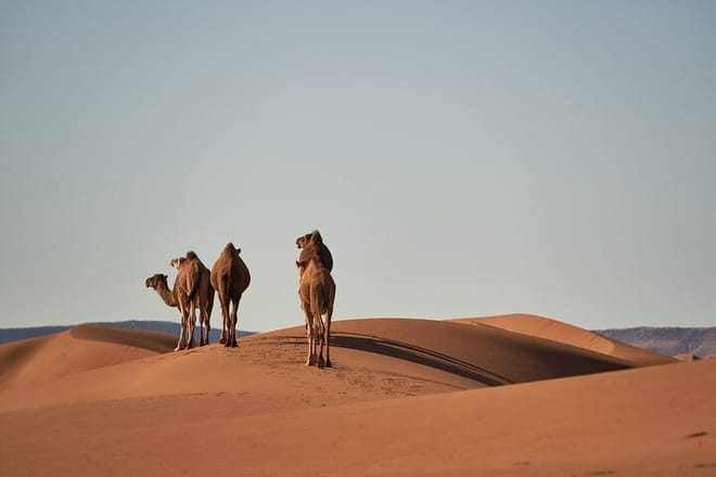 Explore the vast beauty of the Moroccan Sahara, where endless dunes and stunning landscapes create an unforgettable adventure.