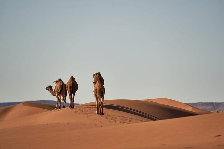 Explore the vast beauty of the Moroccan Sahara, where endless dunes and stunning landscapes create an unforgettable adventure.
