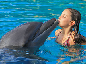 DOLPHIN ADVENTURE