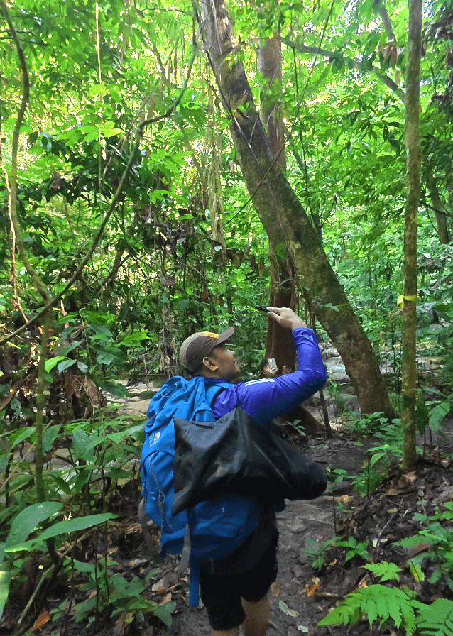 A hiker looks up into a dense, green Malaysian rainforest canopy. Image depicts a JomHiking guided nature exploration in a tropical jungle.