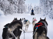 Husky Safari in Finnish Lapland