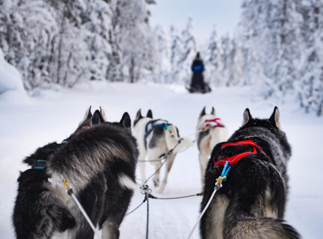 Husky Safari in Finnish Lapland