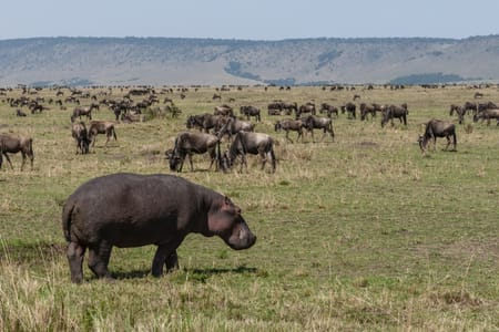 Nairobi National Park Safari & Beads Center Guided Tour Experience