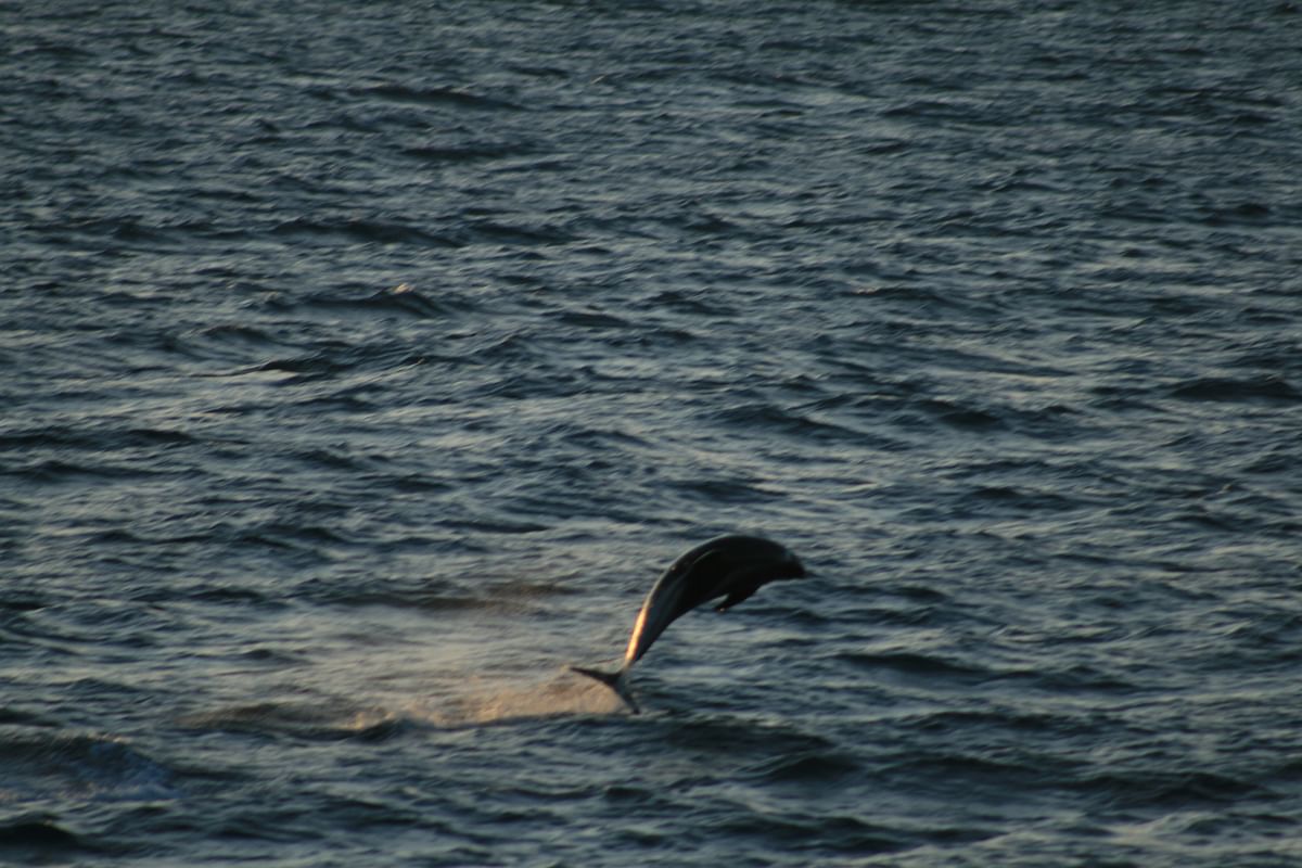 Whale Watching tour from Reykjavik