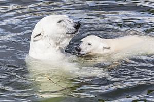 Ranua Zoo and BBQ Picnic