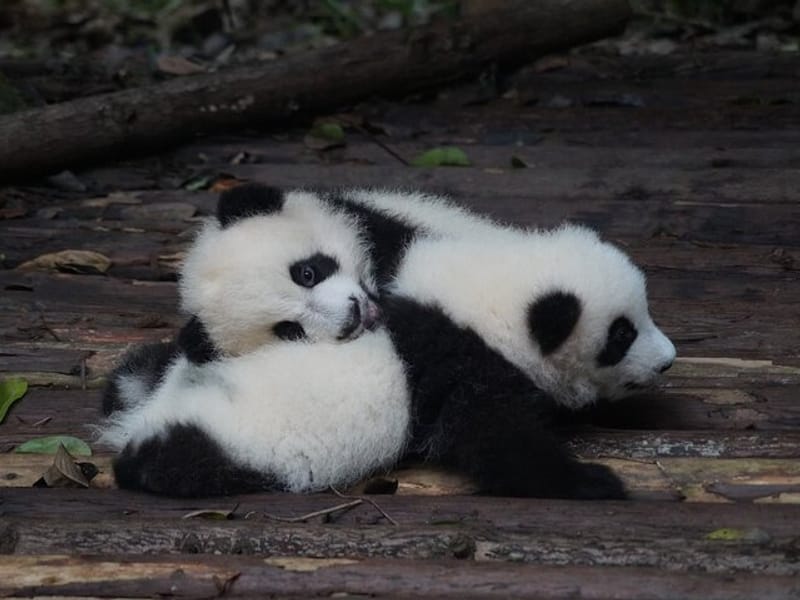 Private Zhujiajiao Water Town Tour with Shanghai Zoo and Panda