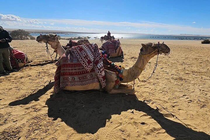 Camel ride