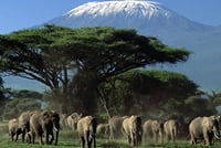 Amboseli National park