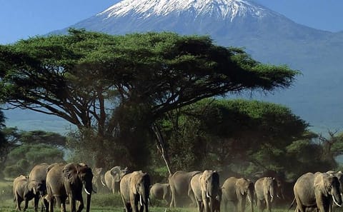 4-Day Amboseli National Park Safari Experience in Kenya