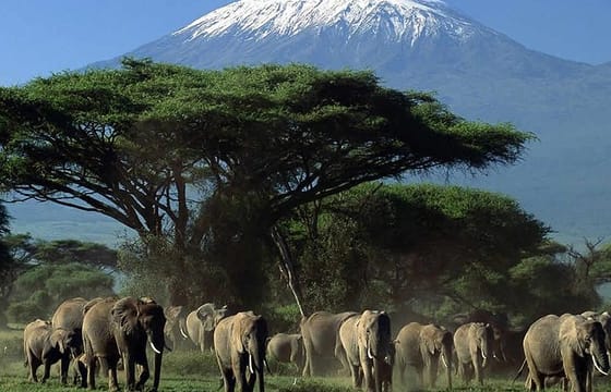 4 – DAYS AMBOSELI NATIONAL PARK SAFARI