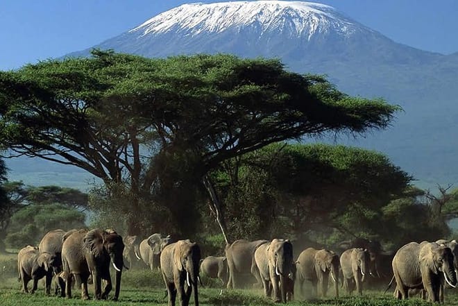Amboseli National park