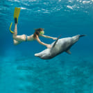 Buceo con Delfines en Cozumel 9