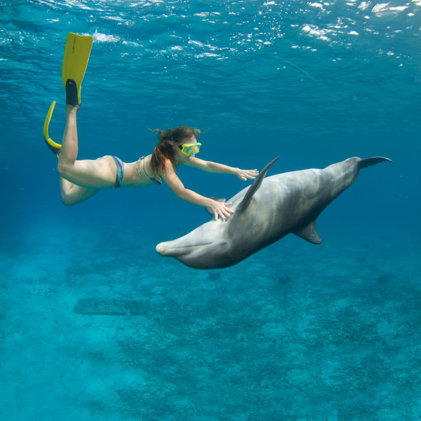 Buceo con Delfines en Cozumel 9