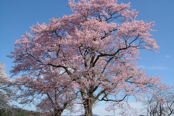Off the Beaten Path Fukushima Nihonmatsu's Cherry Blossom Tour photo 3